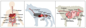 humanos hipercarnivoros